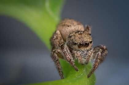 Picture of JUMPING SPIDER