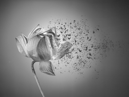 Picture of FLOWER