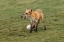 Picture of PLAYING WITH PREY