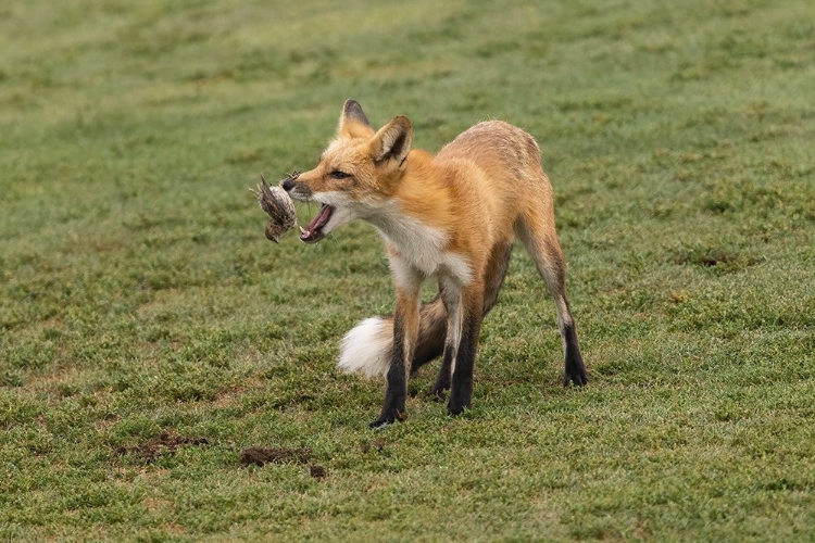 Picture of PLAYING WITH PREY