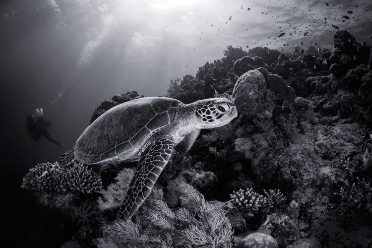 Picture of GREEN TURTLE IN BLACK AND WHITE
