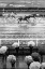 Picture of URAWA HORSE RACING (2018)