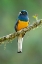 Picture of SURUCUA TROGON