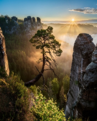 Picture of THE THIRD MOST FAMOUS PINE OF SAXONY SWITZERLAND