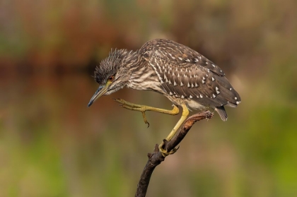 Picture of YOUNG NIGHT HERON