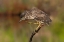 Picture of YOUNG NIGHT HERON