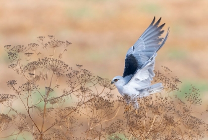 Picture of THE TAKE OFF