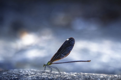 Picture of DRAGONFLY