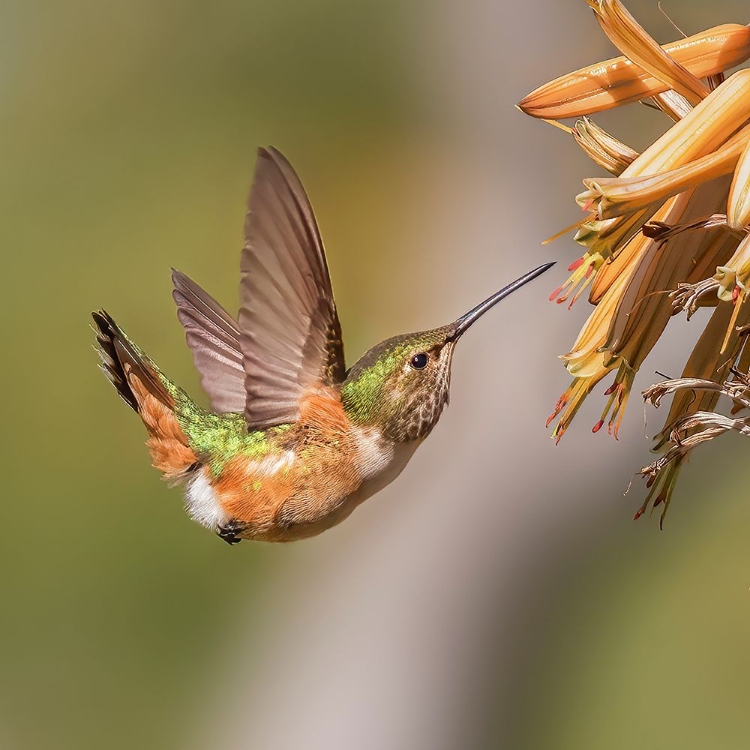 Picture of HUMMINGBIRD