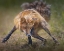 Picture of READY TO FIGHT