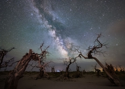 Picture of GALAXY OVER A DEAD FOREST
