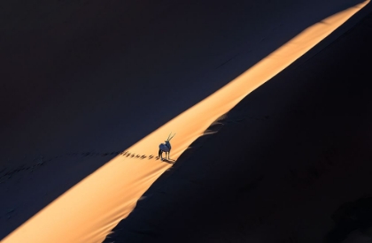 Picture of ORYX IN THE DESERT