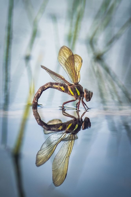 Picture of BROWN HAWKER-AESHNA GRANDIS (LINNAEUS-1758)