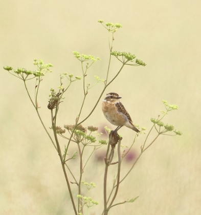 Picture of WHINCHAT