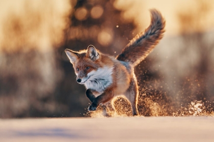 Picture of SNOWY SUNSET WITH RED FOX