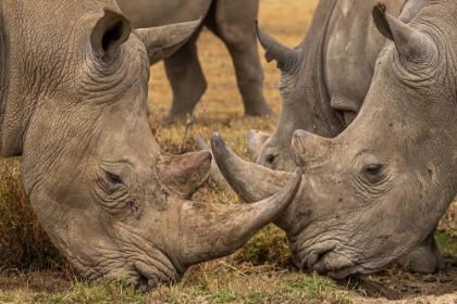 Picture of WHITE RHINOS CLOSE UP