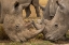 Picture of WHITE RHINOS CLOSE UP
