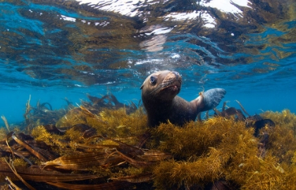 Picture of VISITING SEA LIONS