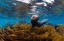 Picture of VISITING SEA LIONS