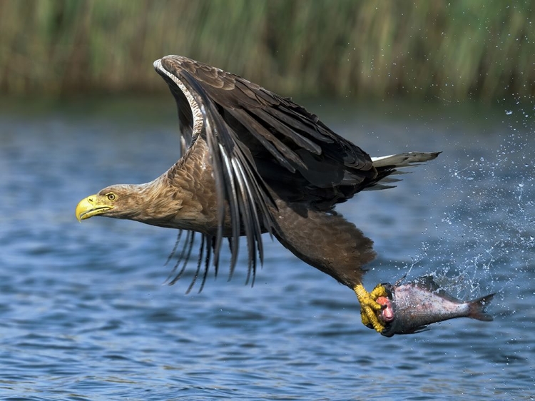 Picture of TAKE AWAY LUNCH