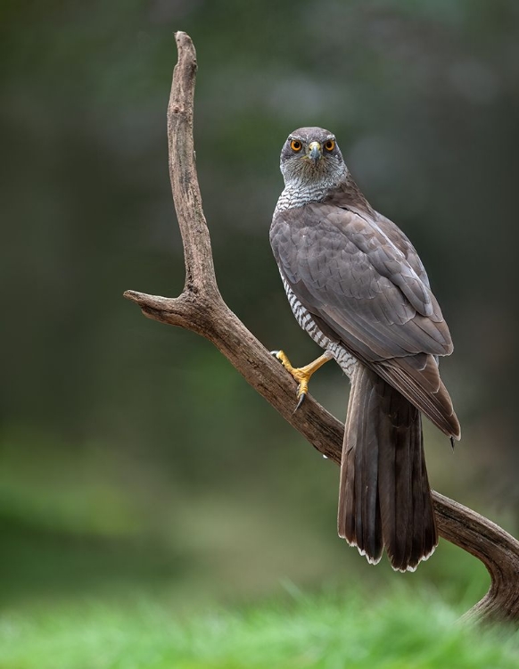 Picture of GOSHAWK