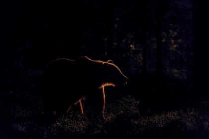 Picture of BROWN BEAR IN BACKLIGHT