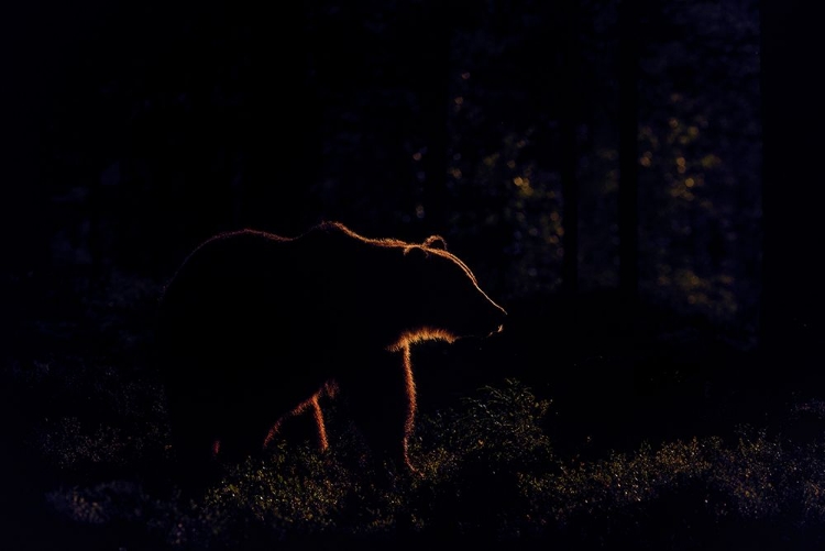 Picture of BROWN BEAR IN BACKLIGHT