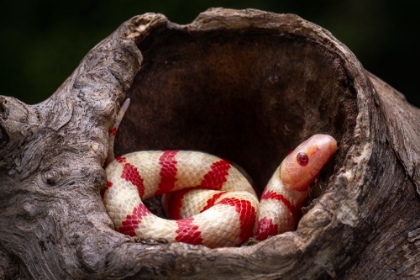 Picture of RED AND WHITE SNAKE