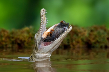 Picture of ALIGATOR AND PREY