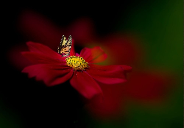 Picture of BUTTERFLY LOVE FLOWER