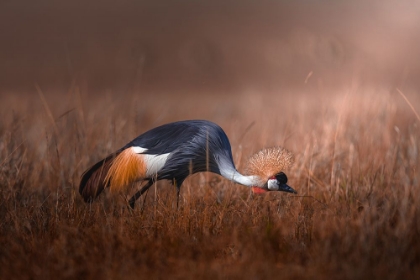 Picture of BLACK CROWNED CRANE