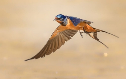 Picture of BARN SWALLOW