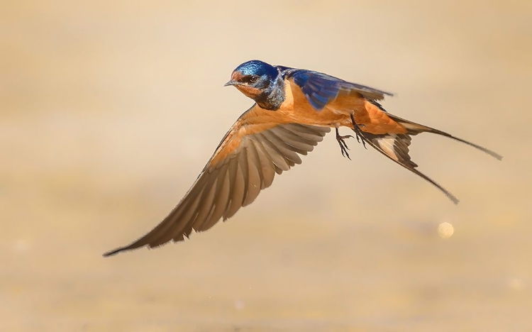 Picture of BARN SWALLOW