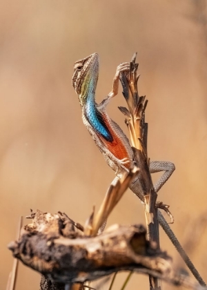 Picture of FAN-THROATED LIZARD IN CONCERT!