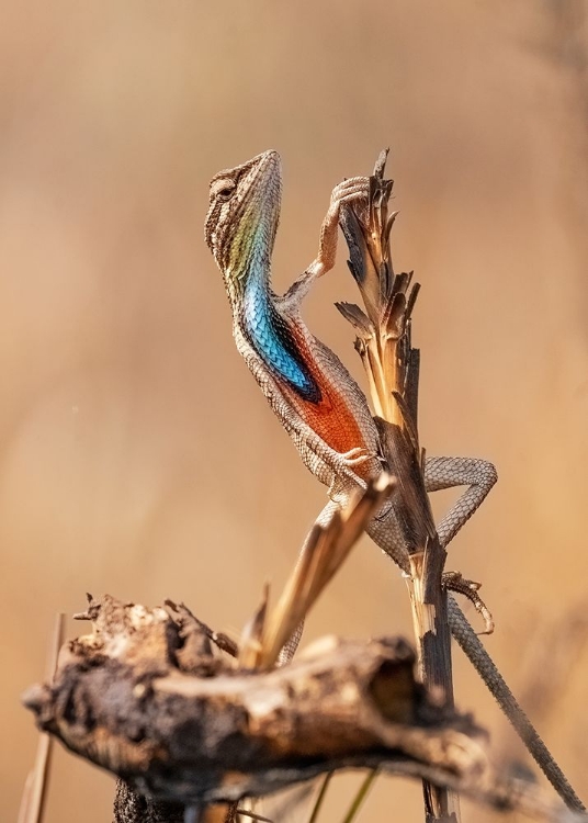 Picture of FAN-THROATED LIZARD IN CONCERT!