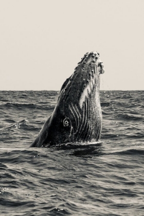 Picture of SECRET OF WHALE