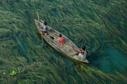 Picture of CROSSING THE ALGAE RIVER