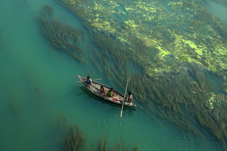 Picture of CROSS THE ALGAE RIVER