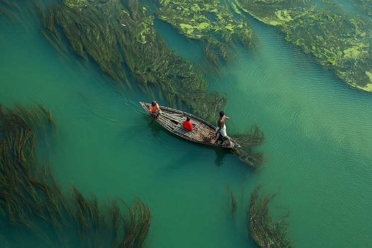 Picture of CROSS THE ALGAE RIVER