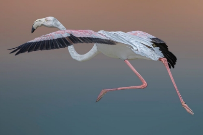 Picture of FLAMINGO ESCAPE