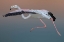 Picture of FLAMINGO ESCAPE
