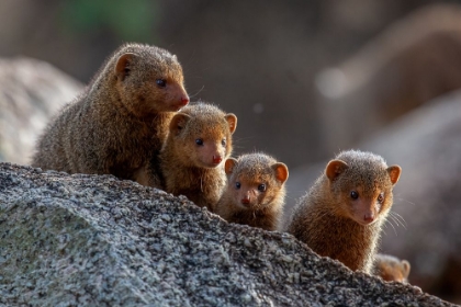 Picture of DWARF MONGOOSES