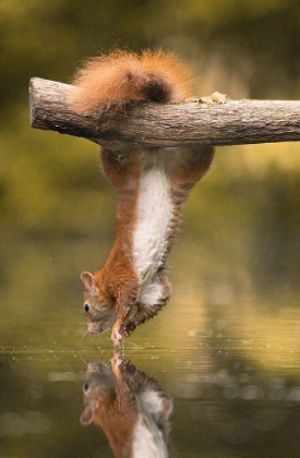 Picture of HANGING SQUIRREL