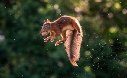 Picture of LAVITATING SQUIRREL