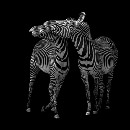 Picture of ZEBRAS DANCE
