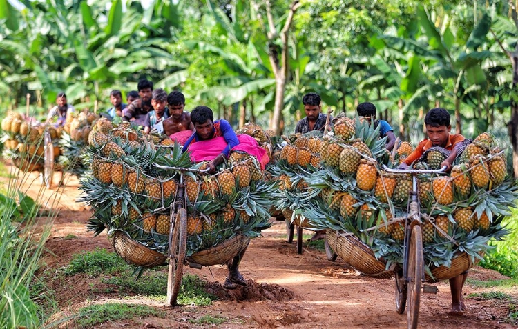 Picture of RIPE PINEAPPLE