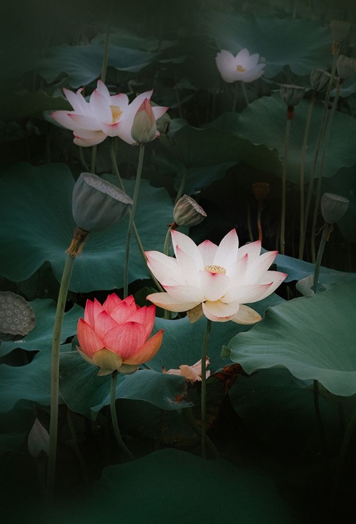 Picture of LOTUS