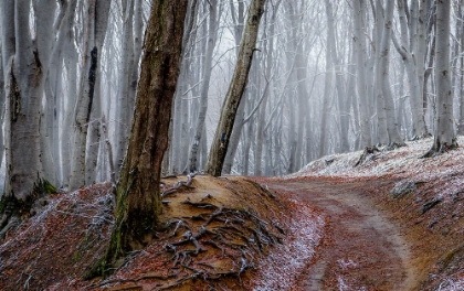 Picture of FOREST BETWEEN FALL AND WINTER WITH RUSTY LEAVES AND A LEADING PATH
