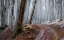 Picture of FOREST BETWEEN FALL AND WINTER WITH RUSTY LEAVES AND A LEADING PATH