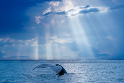 Picture of WHALE AND SUN RAYS